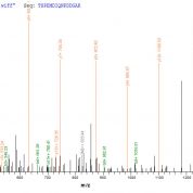 SEQUEST analysis of LC MS/MS spectra obtained from a run with QP6363 identified a match between this protein and the spectra of a peptide sequence that matches a region of MKI67.