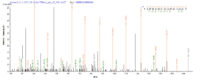 SEQUEST analysis of LC MS/MS spectra obtained from a run with QP6363 identified a match between this protein and the spectra of a peptide sequence that matches a region of MKI67.