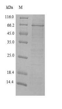 SDS-PAGE separation of QP6369 followed by commassie total protein stain results in a primary band consistent with reported data for MMP-2 / CLG4A Protein. These data demonstrate Greater than 90% as determined by SDS-PAGE.