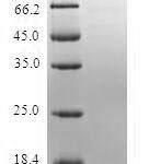 SDS-PAGE separation of QP6375 followed by commassie total protein stain results in a primary band consistent with reported data for Mannose-6-phosphate isomerase. These data demonstrate Greater than 80% as determined by SDS-PAGE.