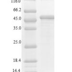 SDS-PAGE separation of QP6376 followed by commassie total protein stain results in a primary band consistent with reported data for c-MPL / CD110 / TPOR. These data demonstrate Greater than 90% as determined by SDS-PAGE.