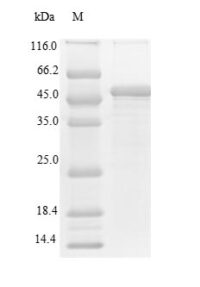 SDS-PAGE separation of QP6376 followed by commassie total protein stain results in a primary band consistent with reported data for c-MPL / CD110 / TPOR. These data demonstrate Greater than 90% as determined by SDS-PAGE.