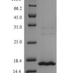 SDS-PAGE separation of QP6379 followed by commassie total protein stain results in a primary band consistent with reported data for MORF4 family-associated protein 1-like 1. These data demonstrate Greater than 90% as determined by SDS-PAGE.