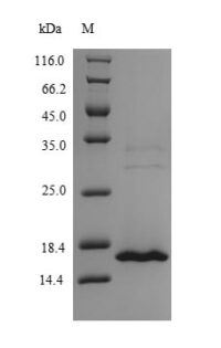 SDS-PAGE separation of QP6379 followed by commassie total protein stain results in a primary band consistent with reported data for MORF4 family-associated protein 1-like 1. These data demonstrate Greater than 90% as determined by SDS-PAGE.