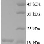 SDS-PAGE separation of QP6383 followed by commassie total protein stain results in a primary band consistent with reported data for 39S ribosomal protein L54