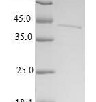 SDS-PAGE separation of QP6386 followed by commassie total protein stain results in a primary band consistent with reported data for 28S ribosomal protein S6