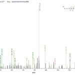 SEQUEST analysis of LC MS/MS spectra obtained from a run with QP6388 identified a match between this protein and the spectra of a peptide sequence that matches a region of DNA mismatch repair protein Msh6.