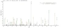 SEQUEST analysis of LC MS/MS spectra obtained from a run with QP6388 identified a match between this protein and the spectra of a peptide sequence that matches a region of DNA mismatch repair protein Msh6.