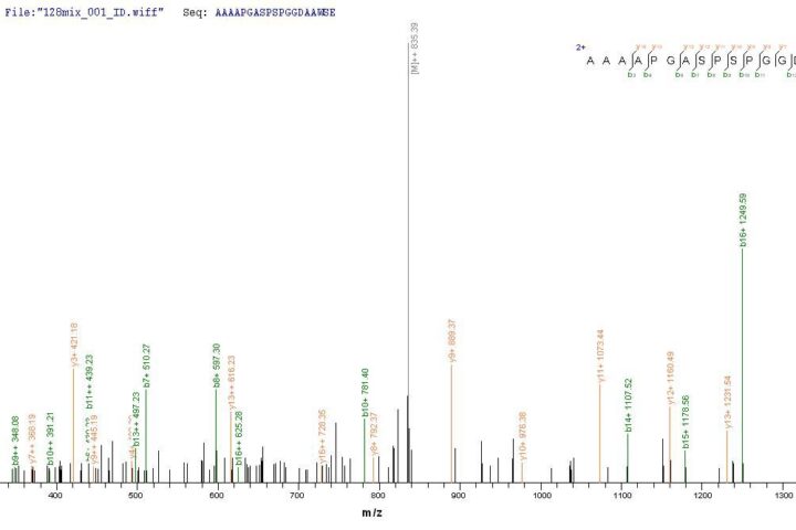 SEQUEST analysis of LC MS/MS spectra obtained from a run with QP6388 identified a match between this protein and the spectra of a peptide sequence that matches a region of DNA mismatch repair protein Msh6.