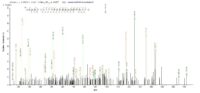 Additional SEQUEST analysis of the LC MS/MS spectra from QP6388 identified an additional between this protein and the spectra of another peptide sequence that matches a region of DNA mismatch repair protein Msh6 confirming successful recombinant synthesis.