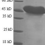 SDS-PAGE separation of QP6389 followed by commassie total protein stain results in a primary band consistent with reported data for MSLN / Mesothelin. These data demonstrate Greater than 90% as determined by SDS-PAGE.