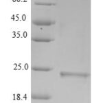 SDS-PAGE separation of QP6390 followed by commassie total protein stain results in a primary band consistent with reported data for Metallothionein-3. These data demonstrate Greater than 90% as determined by SDS-PAGE.