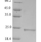 SDS-PAGE separation of QP6390 followed by commassie total protein stain results in a primary band consistent with reported data for Metallothionein-3. These data demonstrate Greater than 90% as determined by SDS-PAGE.