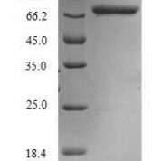 SDS-PAGE separation of QP6391 followed by commassie total protein stain results in a primary band consistent with reported data for Methylenetetrahydrofolate reductase. These data demonstrate Greater than 90% as determined by SDS-PAGE.