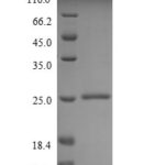 SDS-PAGE separation of QP6394 followed by commassie total protein stain results in a primary band consistent with reported data for MUC2. These data demonstrate Greater than 90% as determined by SDS-PAGE.