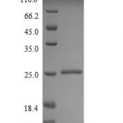 SDS-PAGE separation of QP6394 followed by commassie total protein stain results in a primary band consistent with reported data for MUC2. These data demonstrate Greater than 90% as determined by SDS-PAGE.