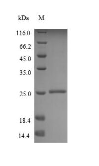 SDS-PAGE separation of QP6394 followed by commassie total protein stain results in a primary band consistent with reported data for MUC2. These data demonstrate Greater than 90% as determined by SDS-PAGE.