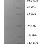 SDS-PAGE separation of QP6395 followed by commassie total protein stain results in a primary band consistent with reported data for MUSK Kinase. These data demonstrate Greater than 90% as determined by SDS-PAGE.