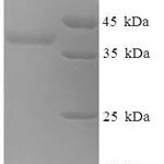 SDS-PAGE separation of QP6399 followed by commassie total protein stain results in a primary band consistent with reported data for Myelin expression factor 2. These data demonstrate Greater than 90% as determined by SDS-PAGE.