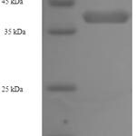 SDS-PAGE separation of QP6404 followed by commassie total protein stain results in a primary band consistent with reported data for Napsin A. These data demonstrate Greater than 90% as determined by SDS-PAGE.