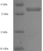SDS-PAGE separation of QP6404 followed by commassie total protein stain results in a primary band consistent with reported data for Napsin A. These data demonstrate Greater than 90% as determined by SDS-PAGE.