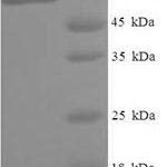 SDS-PAGE separation of QP6408 followed by commassie total protein stain results in a primary band consistent with reported data for Cytoplasmic protein NCK2. These data demonstrate Greater than 90% as determined by SDS-PAGE.