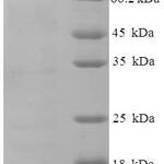 SDS-PAGE separation of QP6409 followed by commassie total protein stain results in a primary band consistent with reported data for NDST1. These data demonstrate Greater than 83.3% as determined by SDS-PAGE.