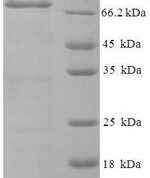 SDS-PAGE separation of QP6409 followed by commassie total protein stain results in a primary band consistent with reported data for NDST1. These data demonstrate Greater than 83.3% as determined by SDS-PAGE.