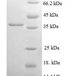 SDS-PAGE separation of QP6410 followed by commassie total protein stain results in a primary band consistent with reported data for NDUFA3. These data demonstrate Greater than 90% as determined by SDS-PAGE.