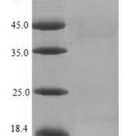 SDS-PAGE separation of QP6412 followed by commassie total protein stain results in a primary band consistent with reported data for Prostatic Acid Phosphatase / ACPP. These data demonstrate Greater than 90% as determined by SDS-PAGE.