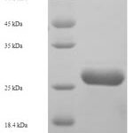 SDS-PAGE separation of QP6414 followed by commassie total protein stain results in a primary band consistent with reported data for NDUFB5. These data demonstrate Greater than 90% as determined by SDS-PAGE.