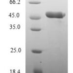 SDS-PAGE separation of QP6417 followed by commassie total protein stain results in a primary band consistent with reported data for Nuclear transcription factor Y subunit beta. These data demonstrate Greater than 80% as determined by SDS-PAGE.