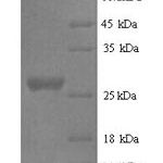 SDS-PAGE separation of QP6420 followed by commassie total protein stain results in a primary band consistent with reported data for Nidogen-1. These data demonstrate Greater than 90% as determined by SDS-PAGE.