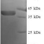 SDS-PAGE separation of QP6427 followed by commassie total protein stain results in a primary band consistent with reported data for Nucleolar protein 3. These data demonstrate Greater than 90% as determined by SDS-PAGE.