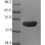 SDS-PAGE separation of QP6430 followed by commassie total protein stain results in a primary band consistent with reported data for Natriuretic peptides B. These data demonstrate Greater than 80% as determined by SDS-PAGE.