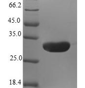 SDS-PAGE separation of QP6430 followed by commassie total protein stain results in a primary band consistent with reported data for Natriuretic peptides B. These data demonstrate Greater than 80% as determined by SDS-PAGE.