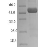 SDS-PAGE separation of QP6431 followed by commassie total protein stain results in a primary band consistent with reported data for Atrial natriuretic peptide receptor 1. These data demonstrate Greater than 90% as determined by SDS-PAGE.