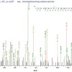 SEQUEST analysis of LC MS/MS spectra obtained from a run with QP6432 identified a match between this protein and the spectra of a peptide sequence that matches a region of Atrial natriuretic peptide receptor 2.