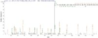 Additional SEQUEST analysis of the LC MS/MS spectra from QP6432 identified an additional between this protein and the spectra of another peptide sequence that matches a region of Atrial natriuretic peptide receptor 2 confirming successful recombinant synthesis.