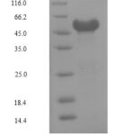 SDS-PAGE separation of QP6434 followed by commassie total protein stain results in a primary band consistent with reported data for NR2F6. These data demonstrate Greater than 90% as determined by SDS-PAGE.