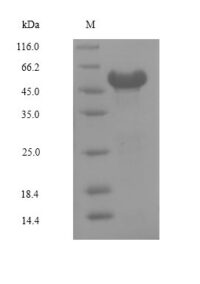 SDS-PAGE separation of QP6434 followed by commassie total protein stain results in a primary band consistent with reported data for NR2F6. These data demonstrate Greater than 90% as determined by SDS-PAGE.