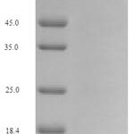 SDS-PAGE separation of QP6435 followed by commassie total protein stain results in a primary band consistent with reported data for Nuclear respiratory factor 1. These data demonstrate Greater than 90% as determined by SDS-PAGE.