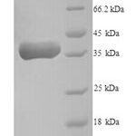 SDS-PAGE separation of QP6436 followed by commassie total protein stain results in a primary band consistent with reported data for Pro-neuregulin-2