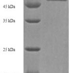 SDS-PAGE separation of QP6437 followed by commassie total protein stain results in a primary band consistent with reported data for NRG-3 / Neuregulin-3. These data demonstrate Greater than 90% as determined by SDS-PAGE.