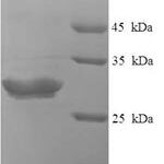 SDS-PAGE separation of QP6438 followed by commassie total protein stain results in a primary band consistent with reported data for Neurotensin. These data demonstrate Greater than 90% as determined by SDS-PAGE.