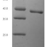 SDS-PAGE separation of QP6448 followed by commassie total protein stain results in a primary band consistent with reported data for N-glycosylase / DNA lyase. These data demonstrate Greater than 90% as determined by SDS-PAGE.