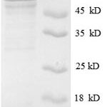 SDS-PAGE separation of QP6450 followed by commassie total protein stain results in a primary band consistent with reported data for OGT1. These data demonstrate Greater than 90% as determined by SDS-PAGE.