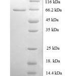 SDS-PAGE separation of QP6453 followed by commassie total protein stain results in a primary band consistent with reported data for Origin recognition complex subunit 4. These data demonstrate Greater than 90% as determined by SDS-PAGE.