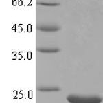 SDS-PAGE separation of QP6455 followed by commassie total protein stain results in a primary band consistent with reported data for Osteocrin. These data demonstrate Greater than 90% as determined by SDS-PAGE.