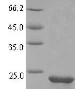 SDS-PAGE separation of QP6455 followed by commassie total protein stain results in a primary band consistent with reported data for Osteocrin. These data demonstrate Greater than 90% as determined by SDS-PAGE.
